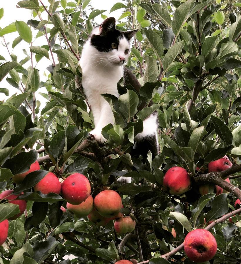 Torpgarden Oennerudsvaegen 56 Διαμέρισμα Torsby Εξωτερικό φωτογραφία